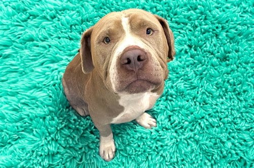 Photo of Ham Solo, adoptable American Bulldog in Ft Lauderdale, Florida