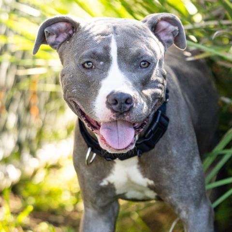 Photo of Dobby, adoptable Pit Bull Terrier in Camarillo, California