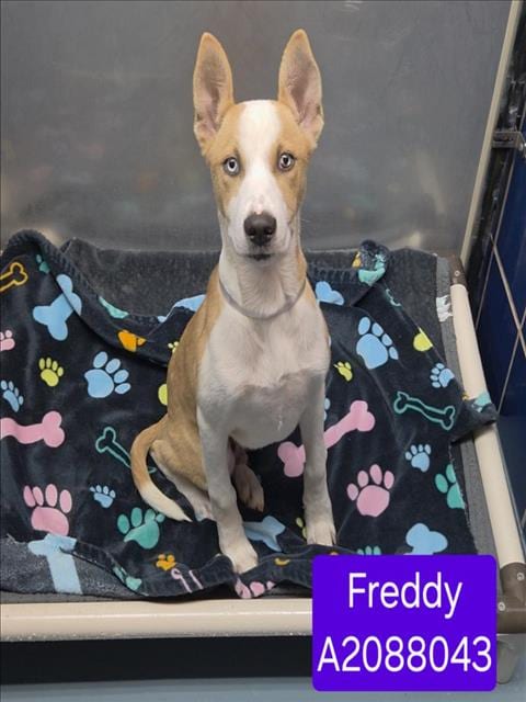 Photo of Freddy, adoptable Siberian Husky in Houston, Texas