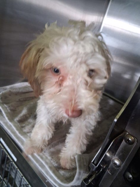 Photo of Honda, adoptable Poodle (Standard) in Los Angeles, California