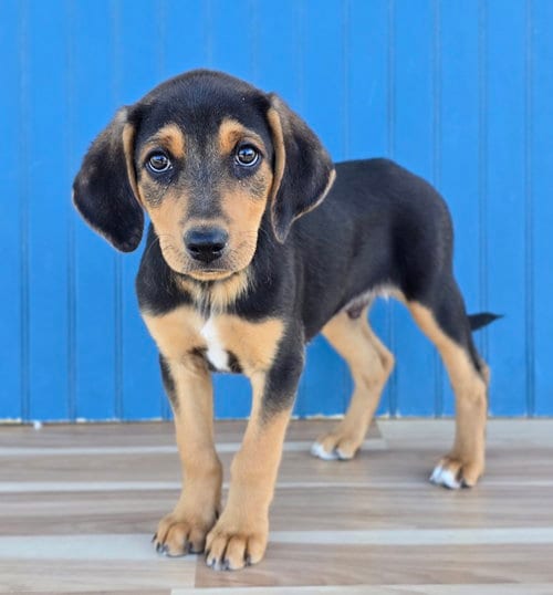 Photo of Hans, adoptable Hound in Sedalia, Colorado