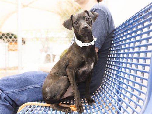 Photo of Buddy, adoptable Chihuahua in Phoenix, Arizona