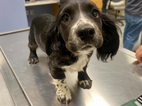 Photo of Robin, adoptable Cocker Spaniel in Orange, California