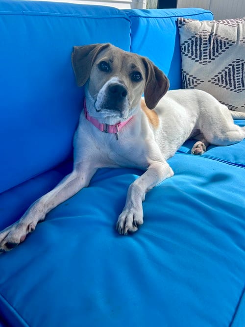Photo of Sheba, adoptable Beagle in Willingboro, New Jersey