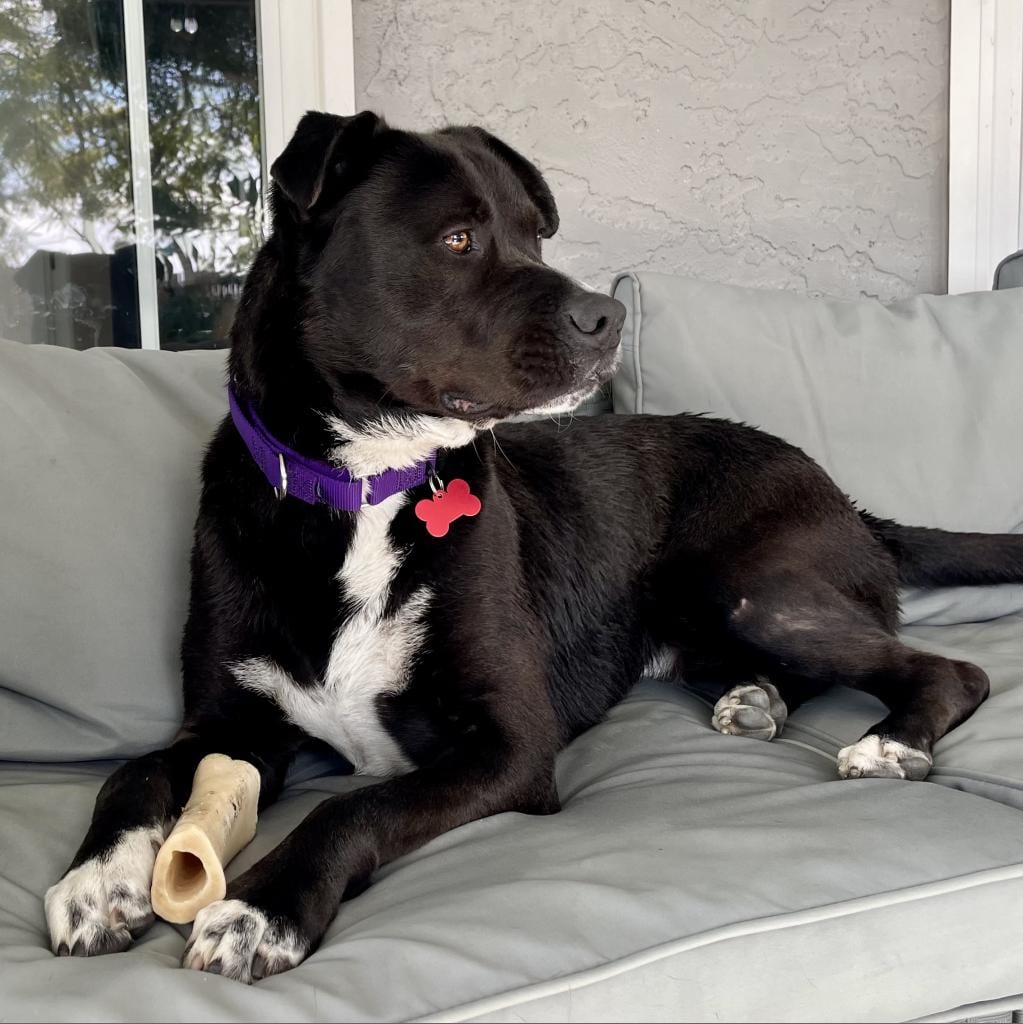 Photo of Freddie, adoptable Retriever, Labrador / Terrier, Pit Bull in Oceanside, California