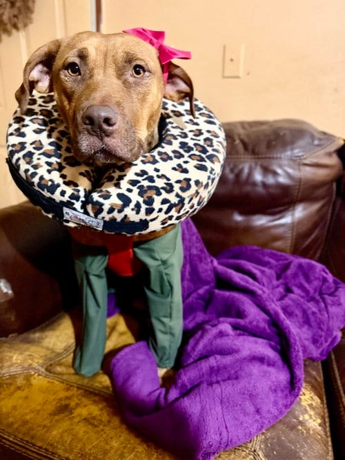 Photo of Mama Marie, adoptable American Staffordshire Terrier in Holly Springs, North Carolina
