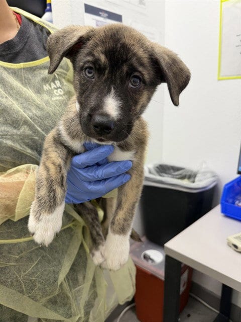Photo of Lebron, adoptable Dutch Shepherd in Mesa, Arizona