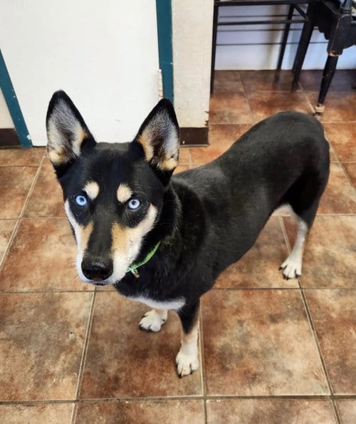 Photo of Blue, adoptable Husky in Amarillo, Texas