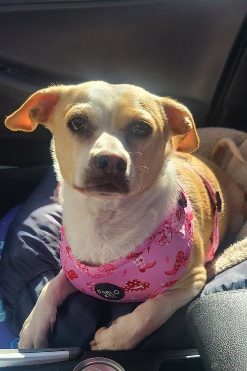 Photo of Bonnie, adoptable Chihuahua in Hayward, California