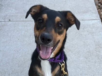 Photo of Willow, adoptable dog in Georgetown, Texas