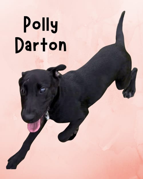 Photo of Polly Darton, adoptable Labrador Retriever in Hilton Head, South Carolina