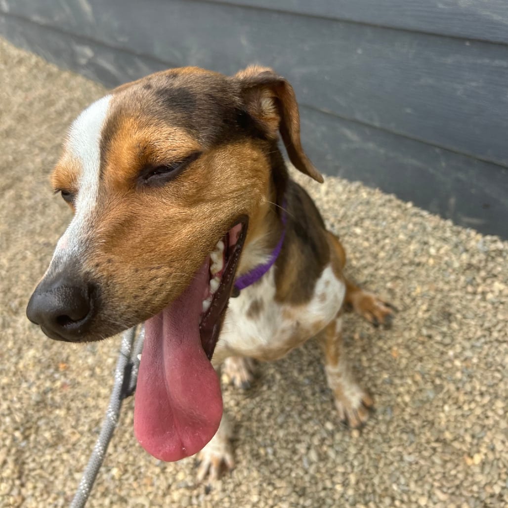 Photo of Storm, adoptable Beagle in Berea, Ohio