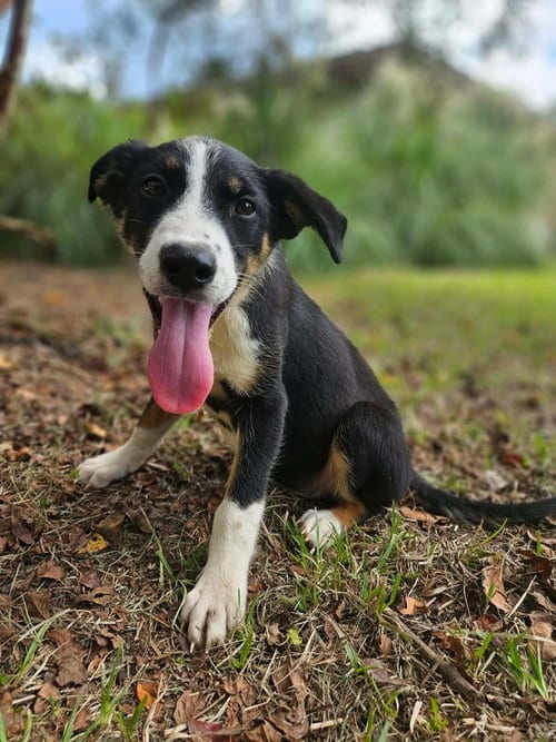 Photo of Glory Freedom, adoptable Shepherd in Wakefield, Rhode Island