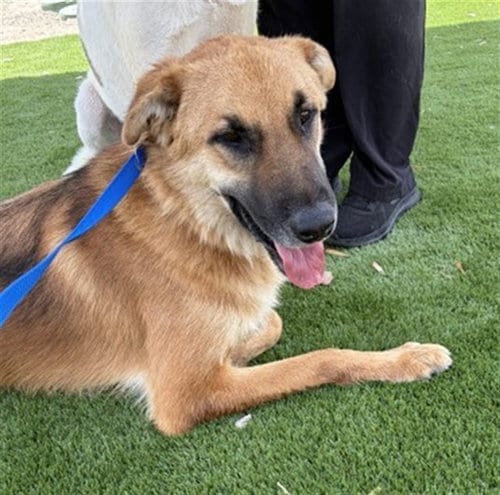 Photo of Skyler, adoptable German Shepherd Dog in San Bernardino, California