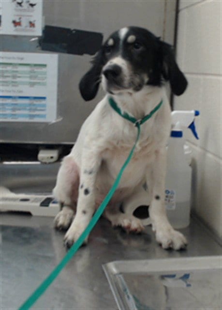 Photo of Meesh, adoptable Great Pyrenees in Fayetteville, North Carolina