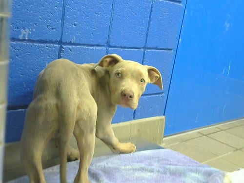 Photo of Wini, adoptable American Pit Bull Terrier in Albuquerque, New Mexico