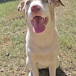 Photo of Jitterbug, adoptable Australian Shepherd in East Hartford, Connecticut