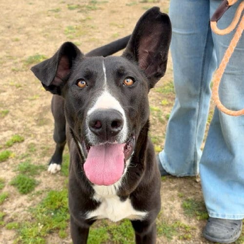 Photo of Curtis, adoptable Pit Bull Terrier in Yreka, California