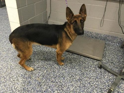 Photo of A1935655, adoptable German Shepherd Dog in Thousand Palms, California