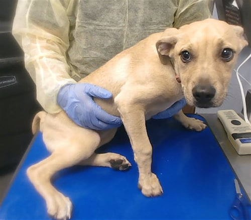 Photo of Charmy, adoptable American Pit Bull Terrier in Phoenix, Arizona