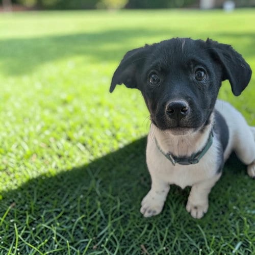Photo of Jules, adoptable Unknown breed (short coat) in Yreka, California