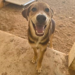 Photo of Reign 5773, adoptable Mixed Breed (Medium) in Loxahatchee, Florida