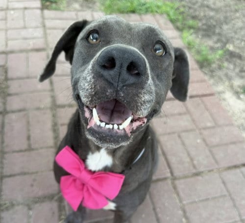 Photo of Layla, adoptable Staffordshire Bull Terrier in Houston, Texas