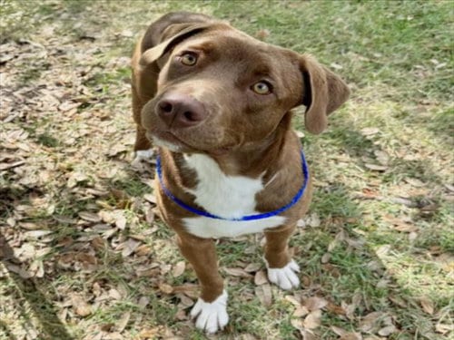 Photo of Napoleon, adoptable Staffordshire Bull Terrier in Houston, Texas
