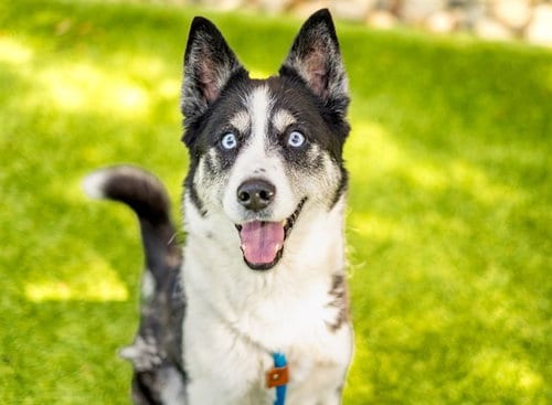 Photo of Licorice, adoptable Siberian Husky in San Jose, California