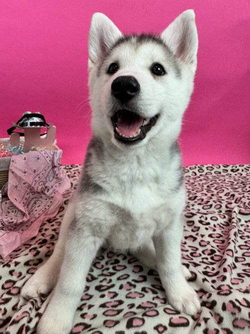 Photo of Rhinestone, adoptable Husky in Phoenix, Arizona