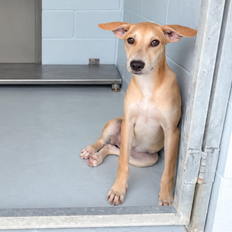 Photo of Mandy 26-08-093, adoptable Shepherd in Bastrop, Texas