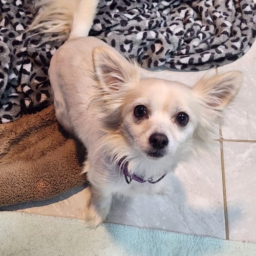 Photo of Fennec, adoptable Chihuahua in Walnutport, Pennsylvania