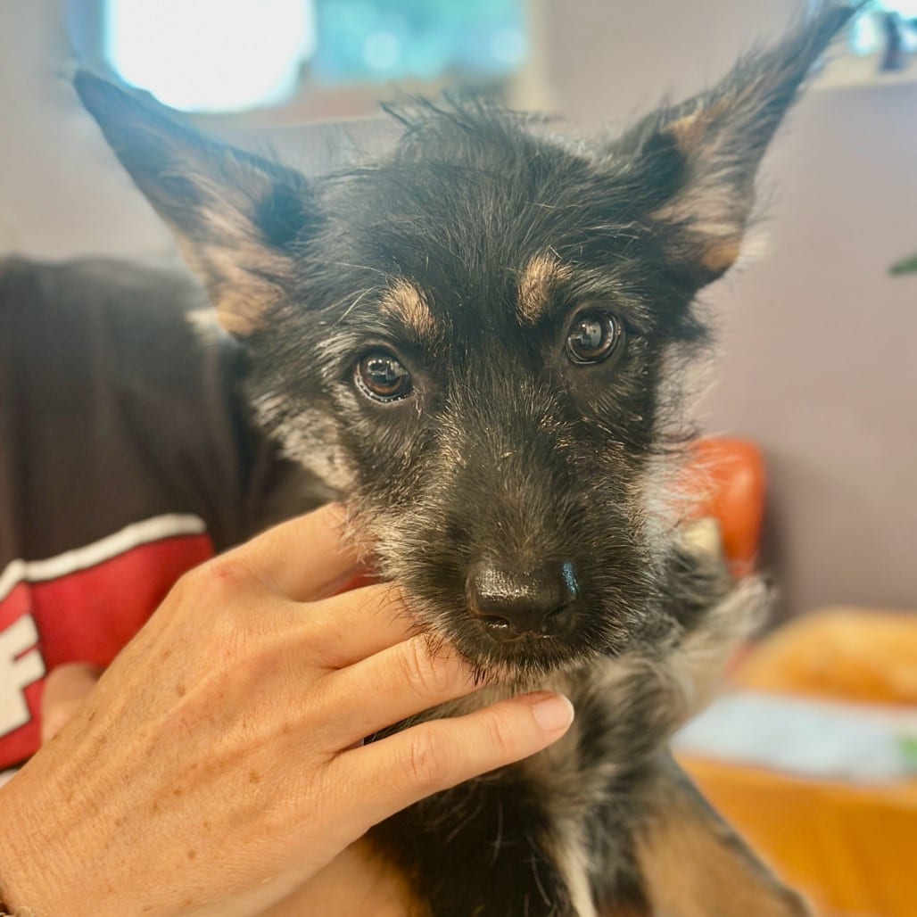 Photo of Carly, adoptable Mixed Breed (Medium) in San Francisco, California