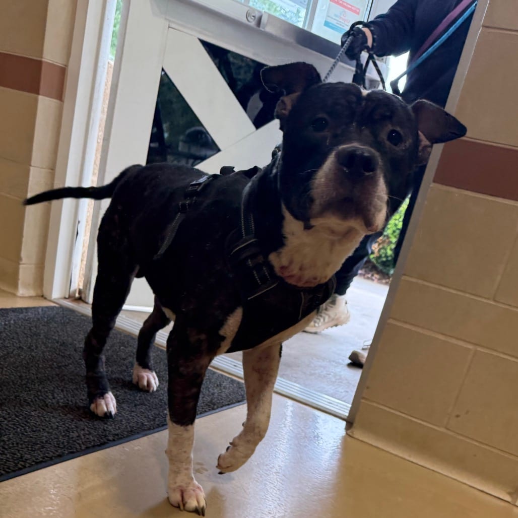 Photo of Bob, adoptable Mixed Breed (Large) in Winston-Salem, North Carolina