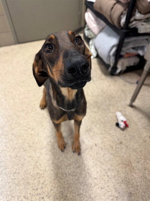 Photo of Flower, adoptable Doberman Pinscher in Riverside, California