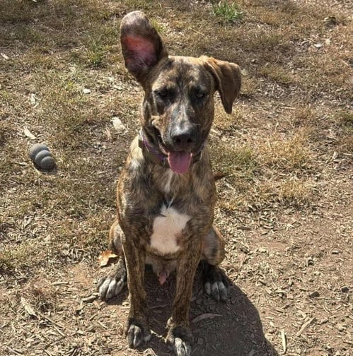 Photo of Wiley: At shelter, adoptable Shepherd in Rustburg, Virginia