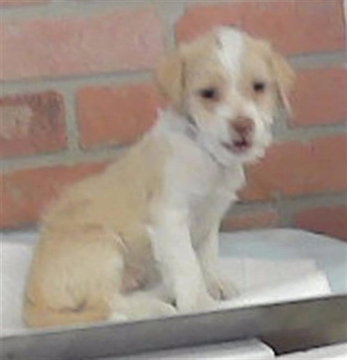 Photo of Vivien, adoptable Chihuahua in Houston, Texas