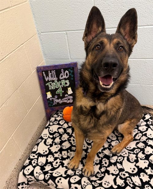 Photo of Bryant, adoptable German Shepherd Dog in Brighton, Colorado