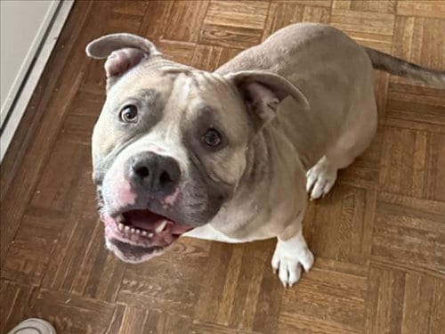 Photo of Quasimodo, adoptable Bulldog in Chapel Hill, North Carolina