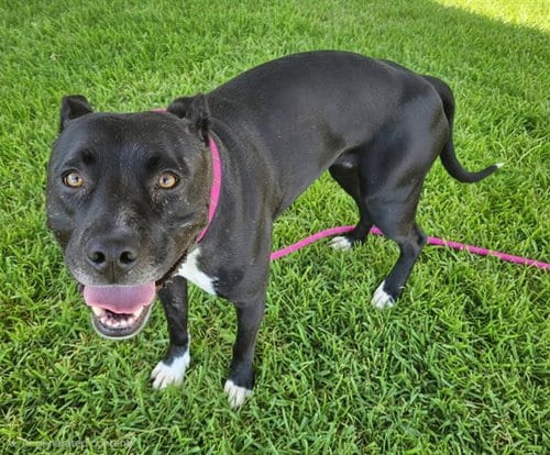 Photo of Luna, adoptable Pit Bull Terrier in Albuquerque, New Mexico
