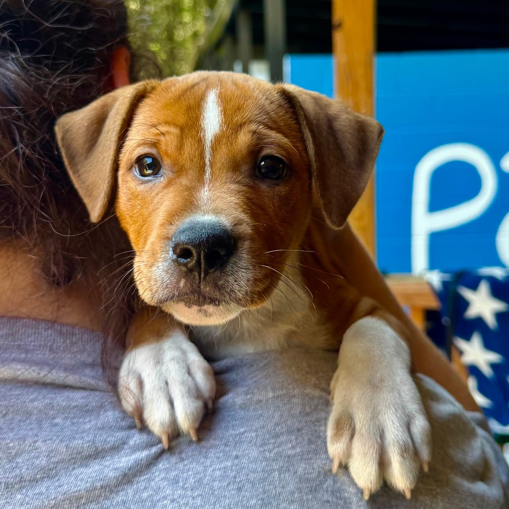 Photo of Jet, adoptable Mixed Breed (Medium) in Decatur, Georgia