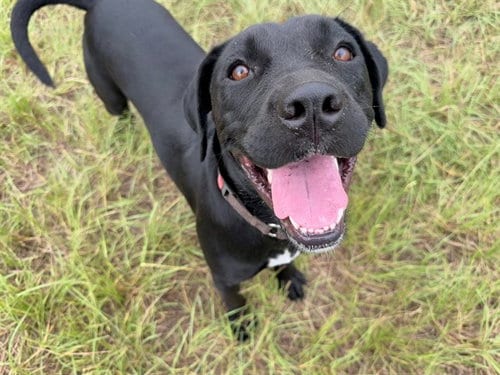 Photo of Evie Jean, adoptable Labrador Retriever in Ocala, Florida