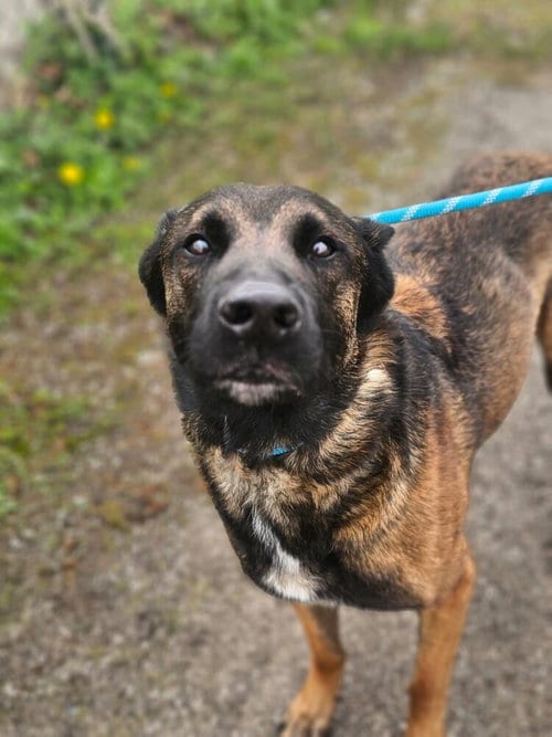 Photo of Luke - located in IL, adoptable Belgian Shepherd Malinois in Imlay City, Michigan