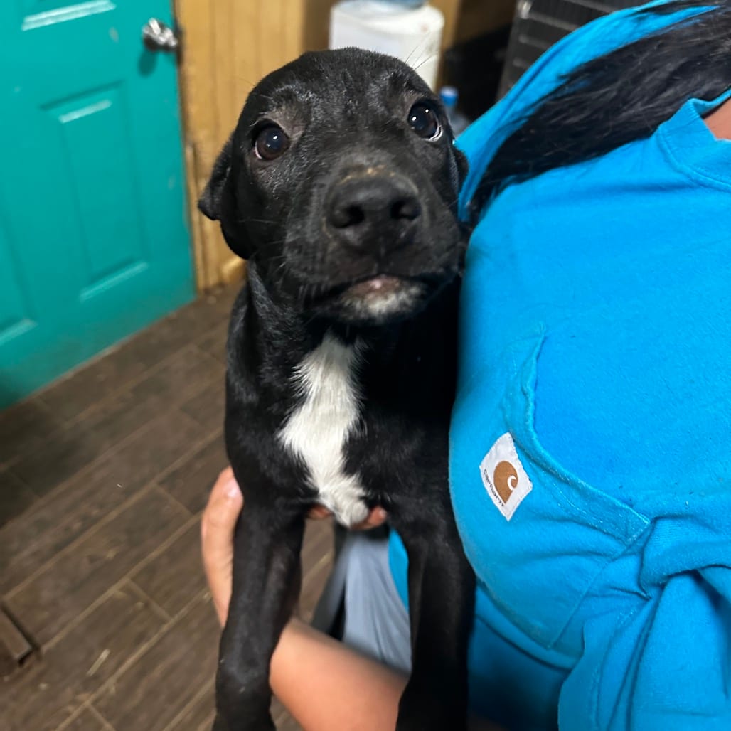Photo of Junebug, adoptable Retriever, Black Labrador in Riverwoods, Illinois
