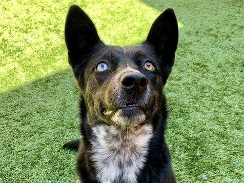 Photo of Mallory, adoptable Australian Kelpie in Moreno Valley, California