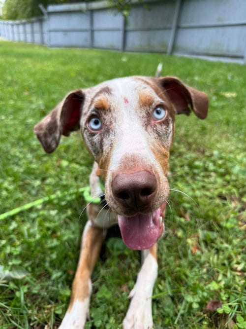 Photo of Ziggy, adoptable Catahoula Leopard Dog in Willingboro, New Jersey