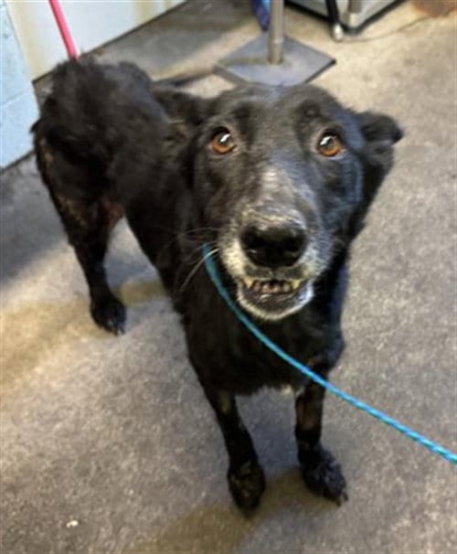 Photo of A743371, adoptable German Shepherd Dog in Sacramento, California