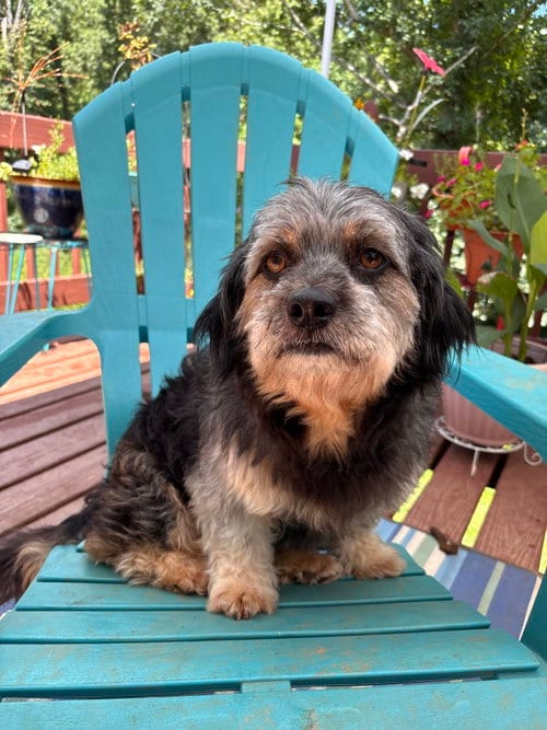 Photo of Casper Mar 26, adoptable Schnauzer in Pacolet, South Carolina