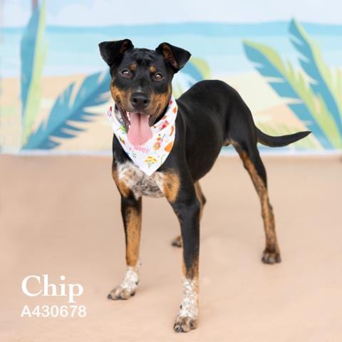 Photo of Chip, adoptable Doberman Pinscher in Conroe, Texas