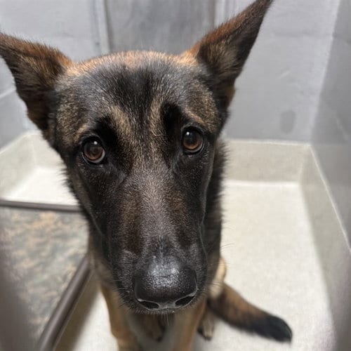 Photo of Rain, adoptable Belgian Shepherd Malinois in Alameda, California